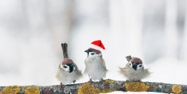 Drei Vögel sitzen auf einem Ast, eine davon hat ein Weihnachtsmann-Haube