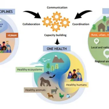 Grafische Darstellung der Zusammenhänge von One Health