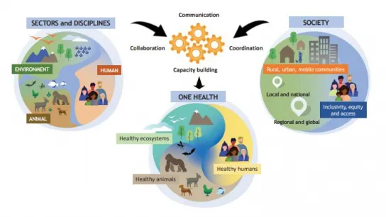 Grafische Darstellung der Zusammenhänge von One Health